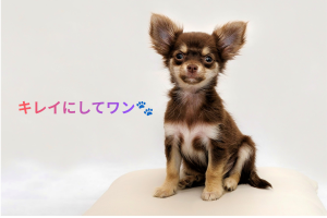 いぬの写真