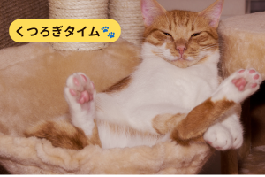 猫がくつろいでいる写真