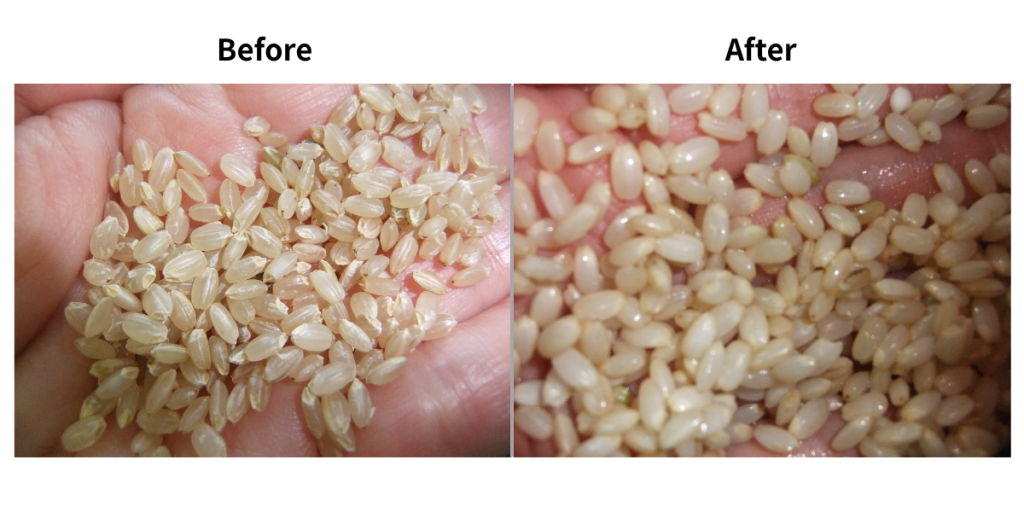 玄米と発芽玄米の比較写真