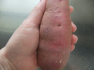 サツマイモを手で持っている写真