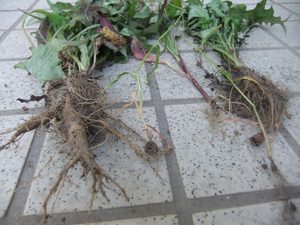 タイルの上に抜いた雑草の写真